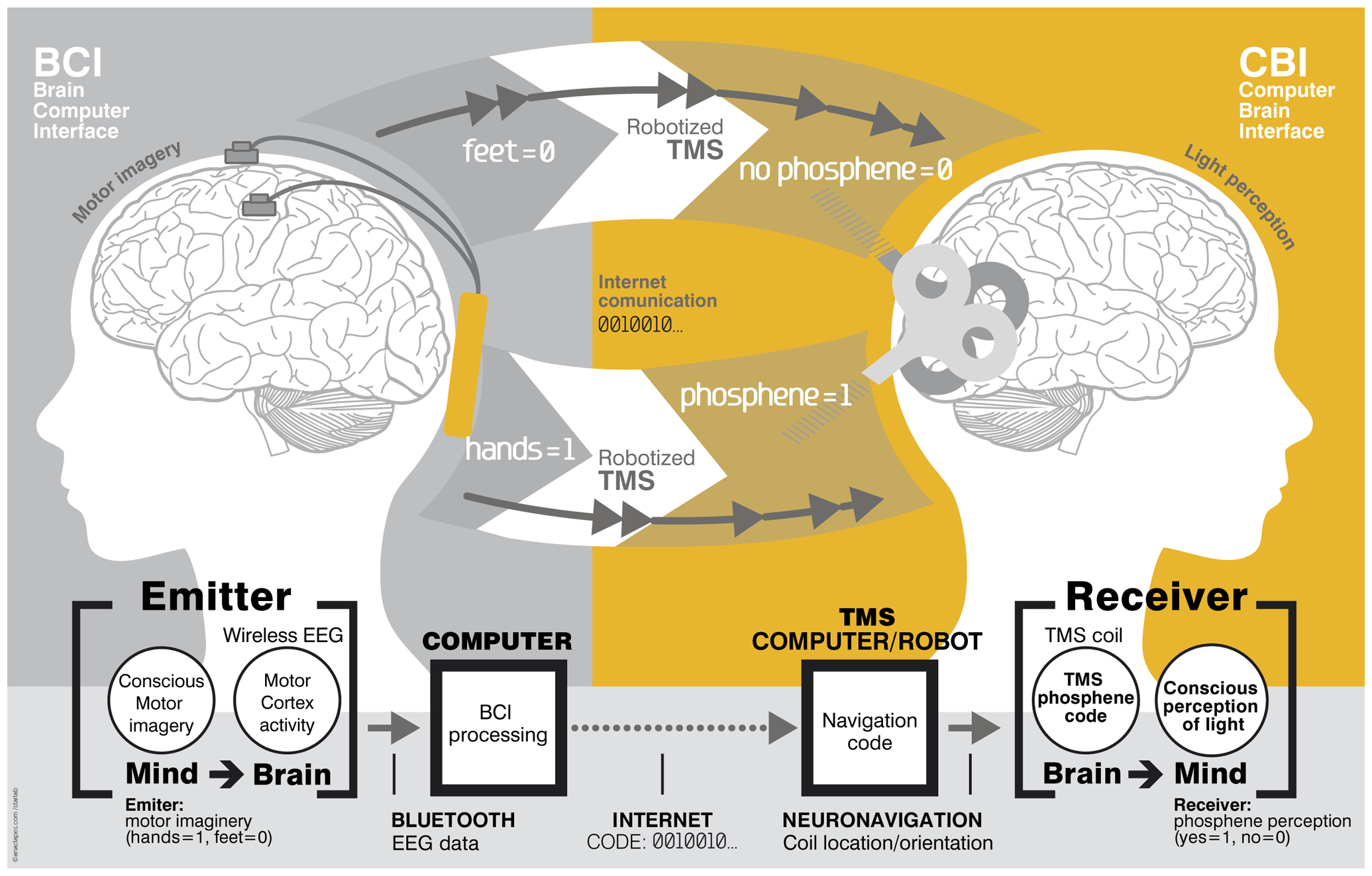 Esquema de la comunicación cerebro a cerebro.